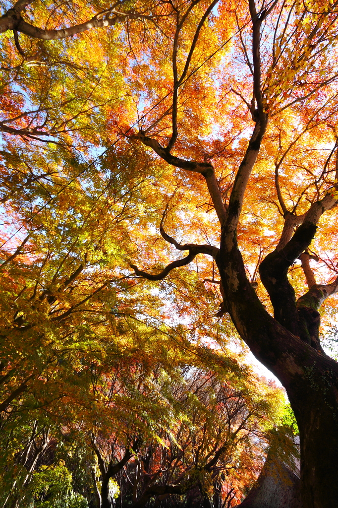 箸蔵山の秋