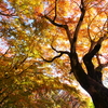 箸蔵山の秋