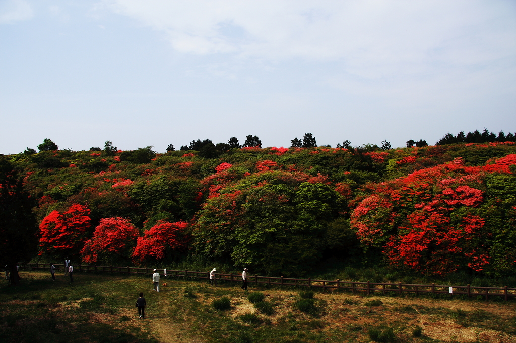 ツツジ公園