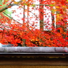 おおあさはんの紅葉