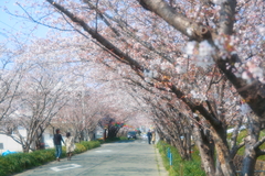 桜トンネル