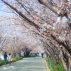 桜トンネル