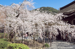 毘沙門堂の大枝垂桜
