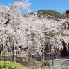 毘沙門堂の大枝垂桜