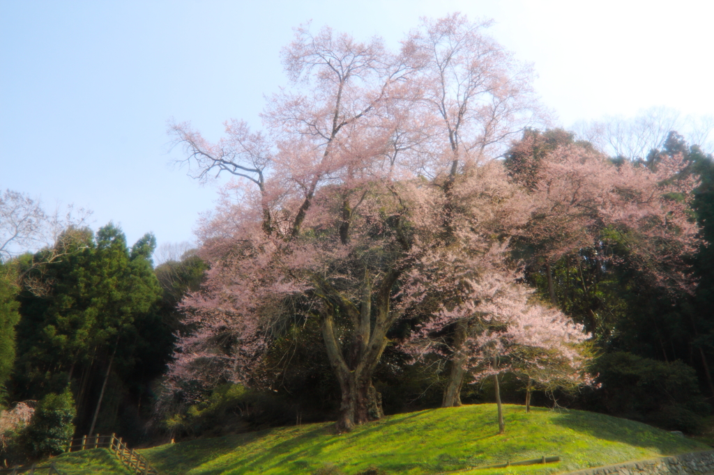 吉良のエドヒガン（桜）