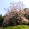 吉良のエドヒガン（桜）