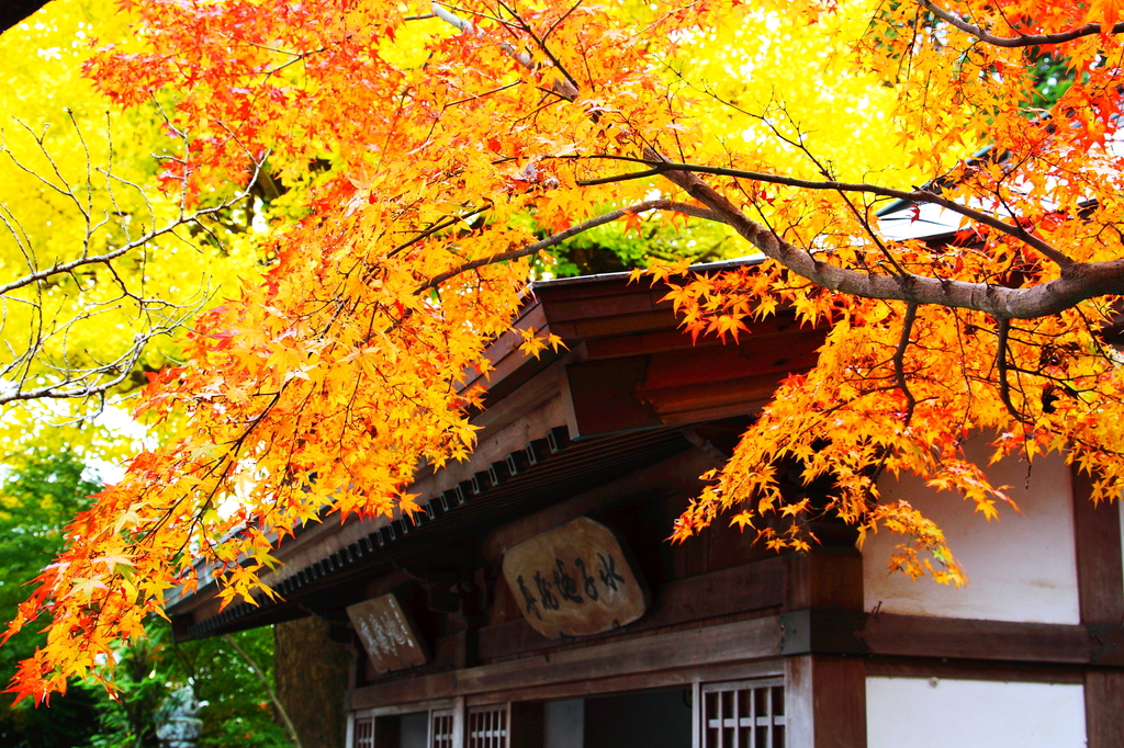 瑞巌寺の紅葉