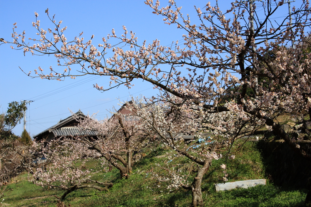 早春の里山