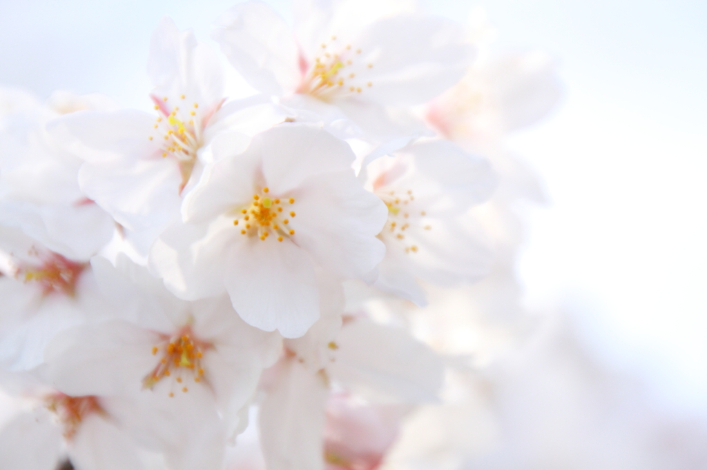 ＳＡＫＵＲＡ