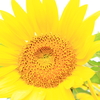 a sunflower