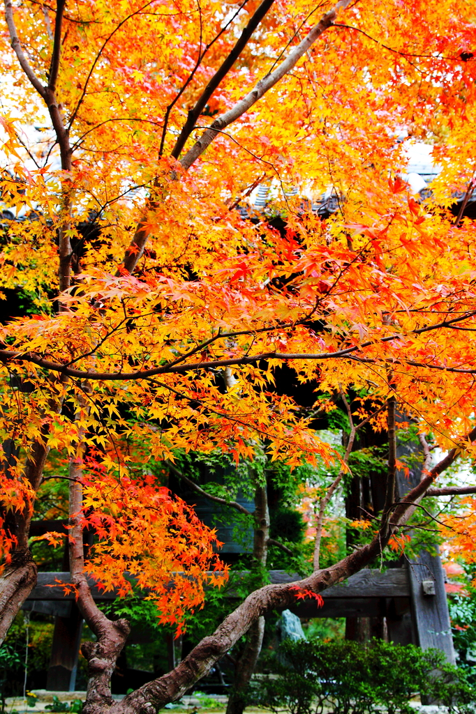 瑞巌寺の紅葉
