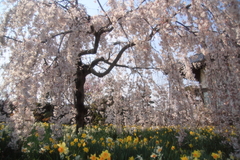 水仙と枝垂桜