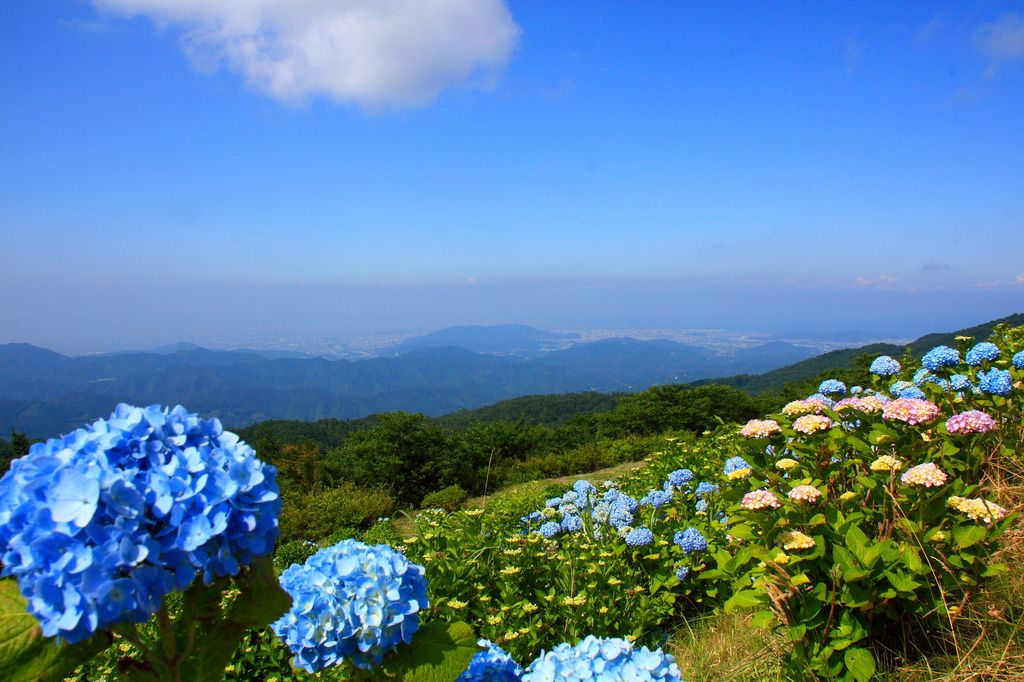 高原の紫陽花