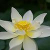夏の花