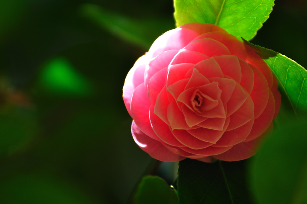 複雑な花びら