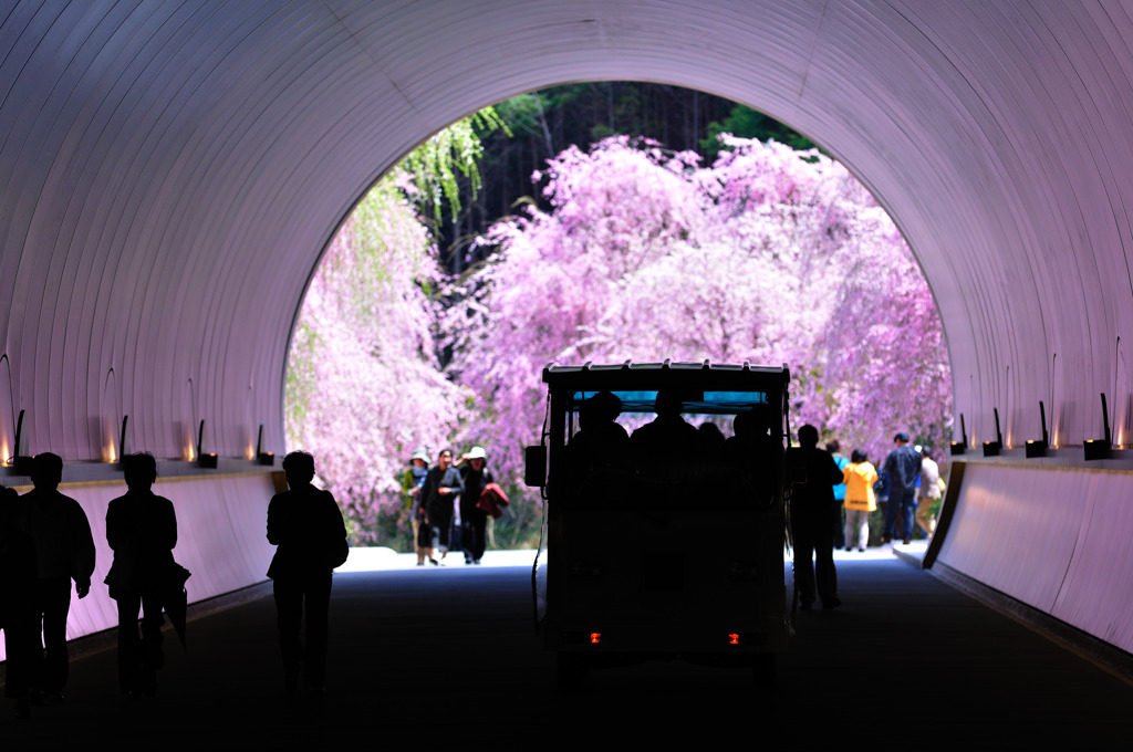 桜色のトンネルをくぐって