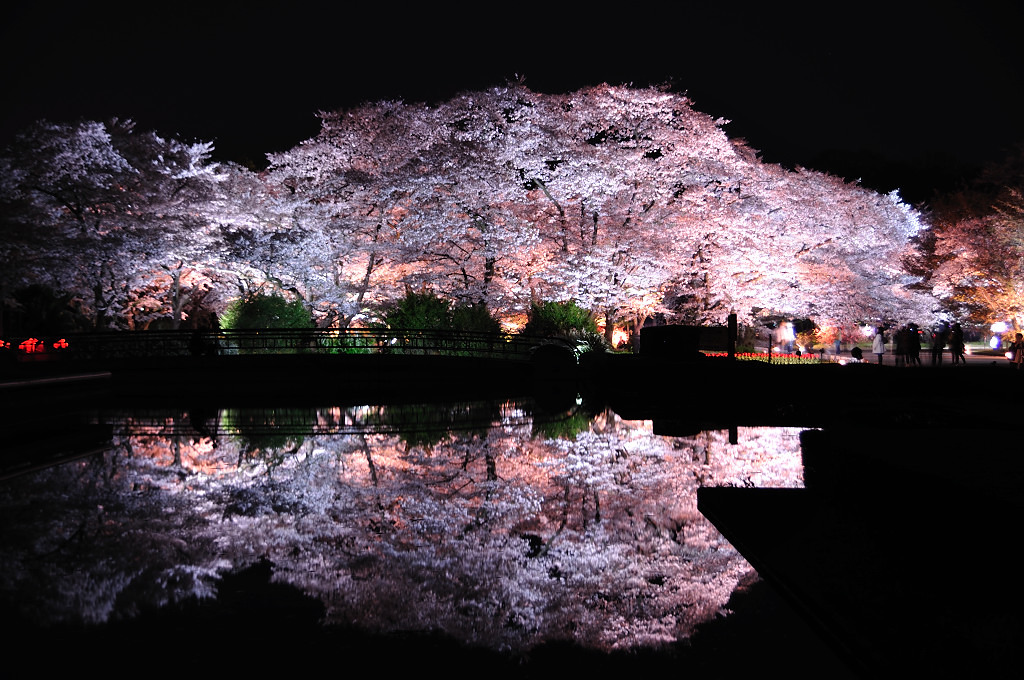 桜鏡