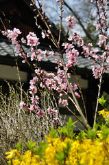 桜と一緒