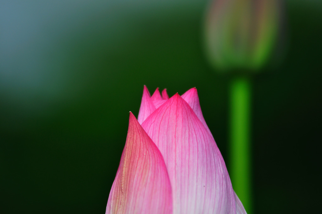 キレイな花びら