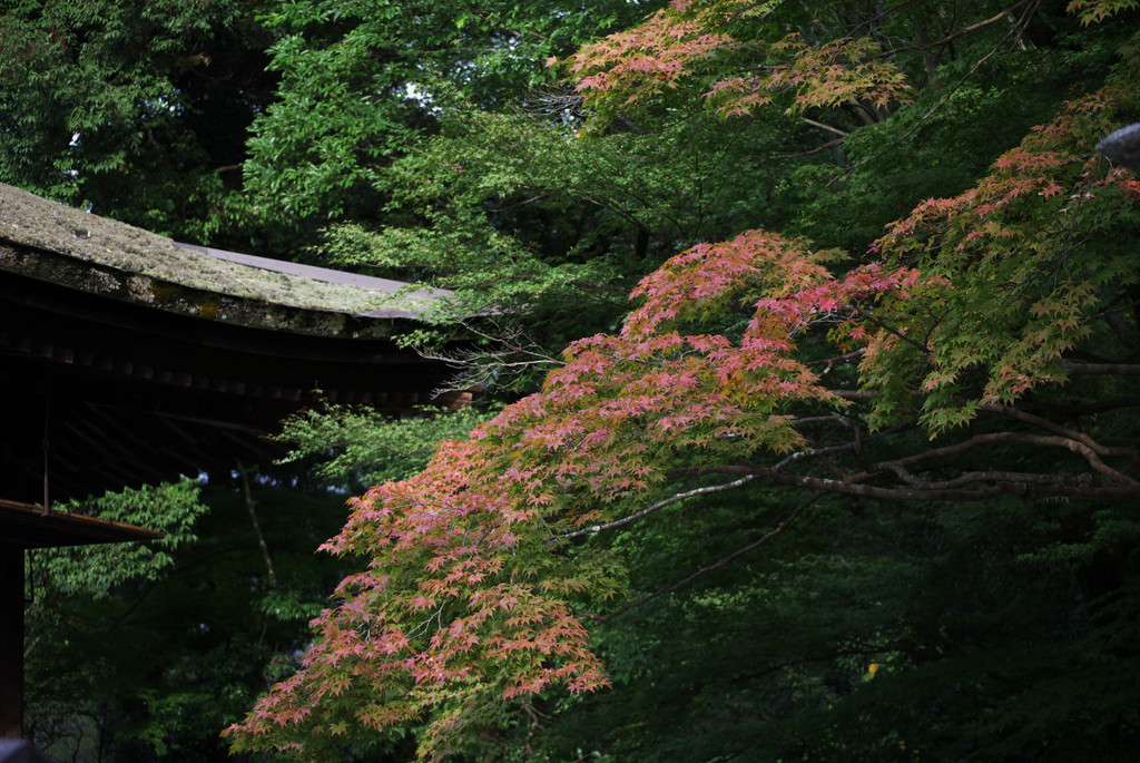 紅葉の始まり②