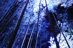 青い竹林