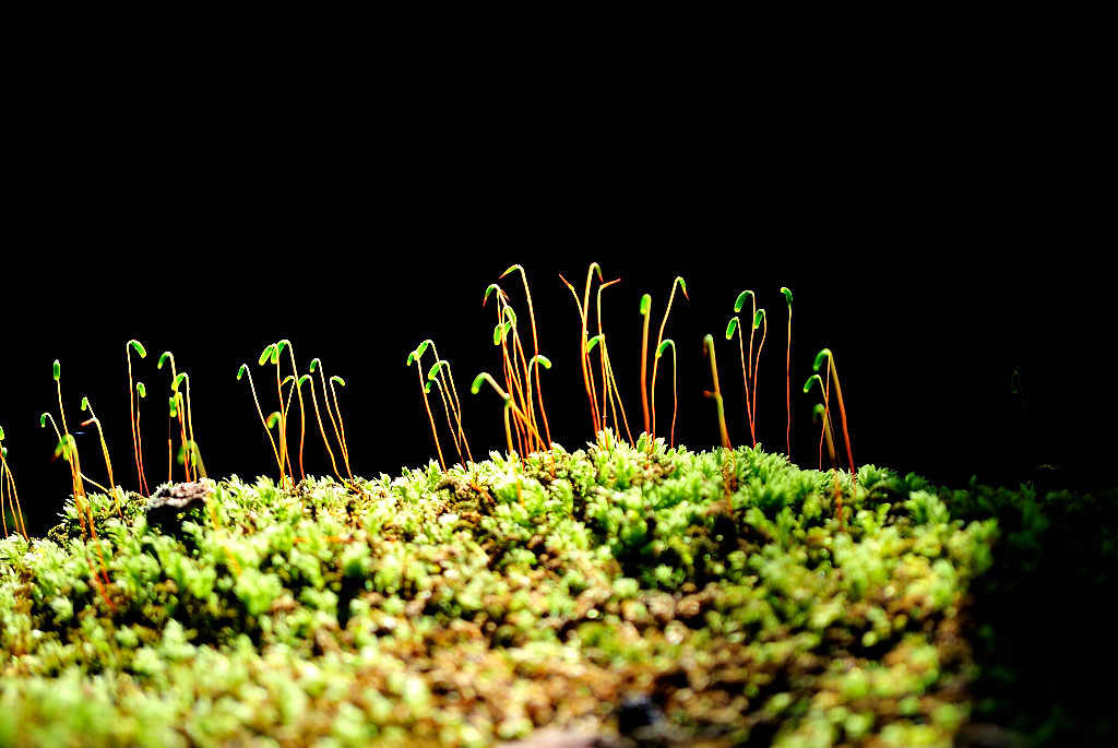 小さな植物