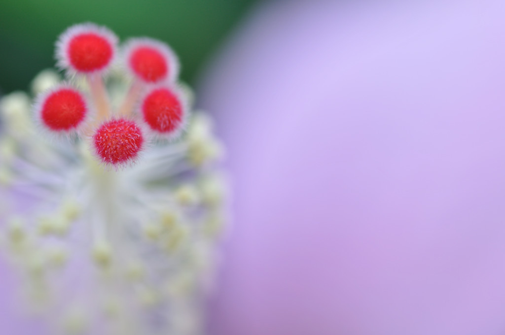 桜紋