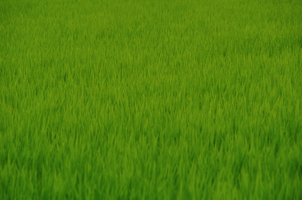 爽やかGreen