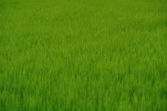 爽やかGreen