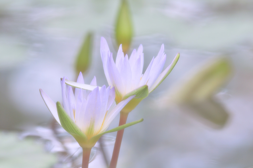 水彩