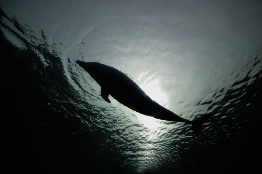 Dolphin