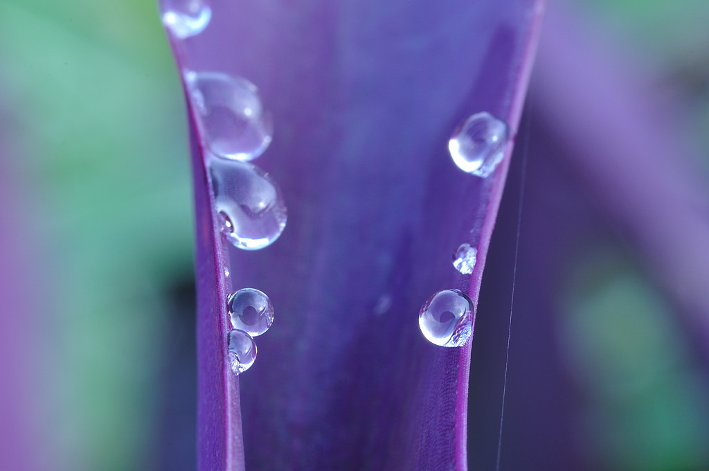 水玉