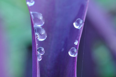 水玉