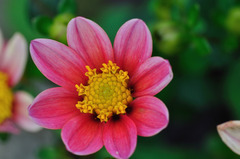 Flower in Flower