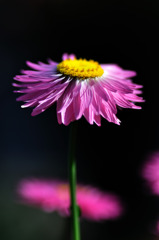 花火