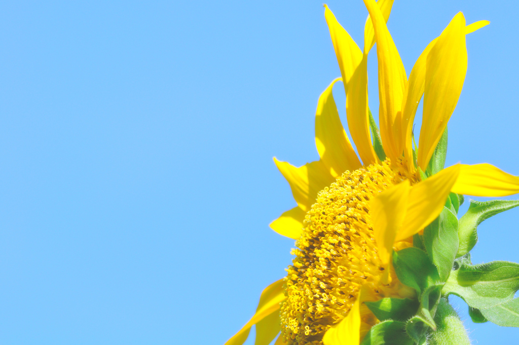 夏