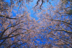 桜空
