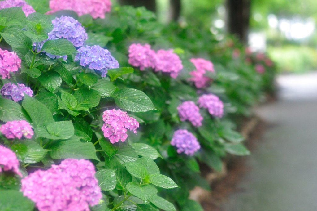 雨上がりの紫陽花