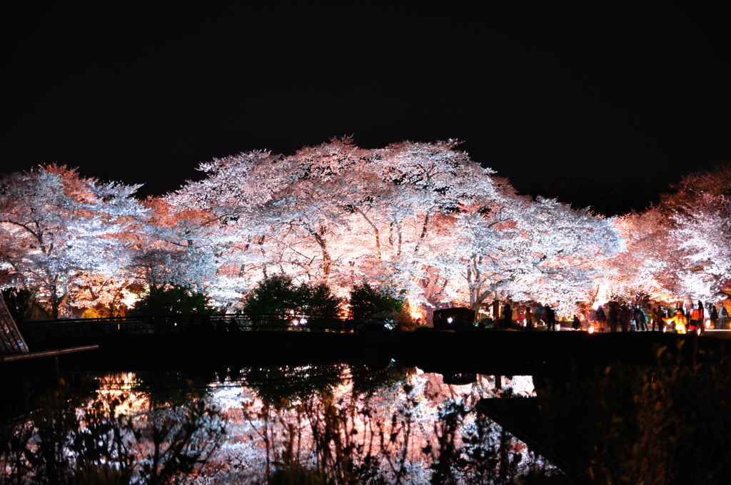 水面の桜