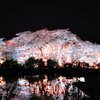 水面の桜