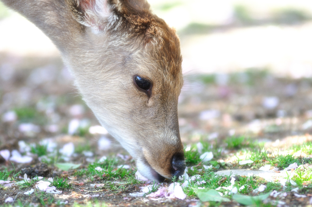 桜食べ
