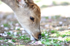 桜食べ