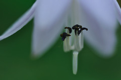 下向きの花