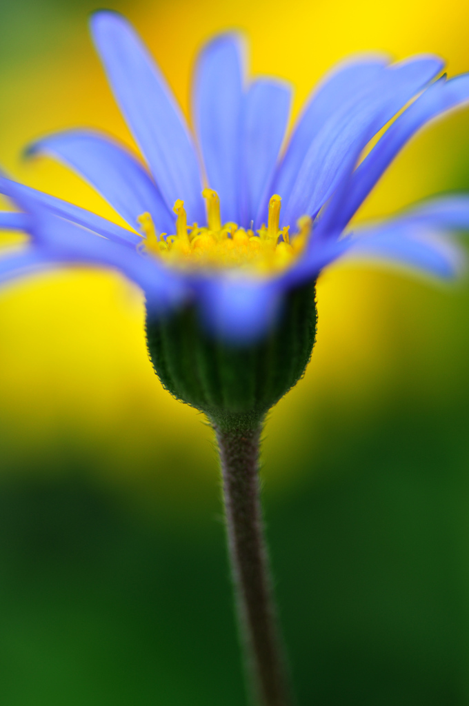 bluedaisy in yellow