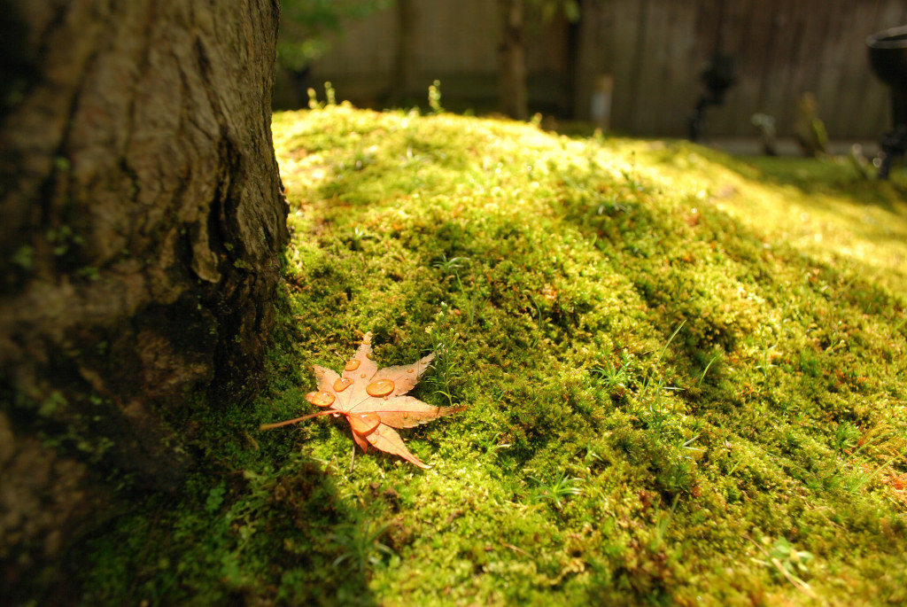 苔の上にもみじ