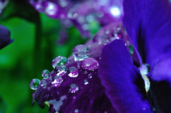 紫と水玉