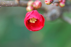 もうすぐ花開く
