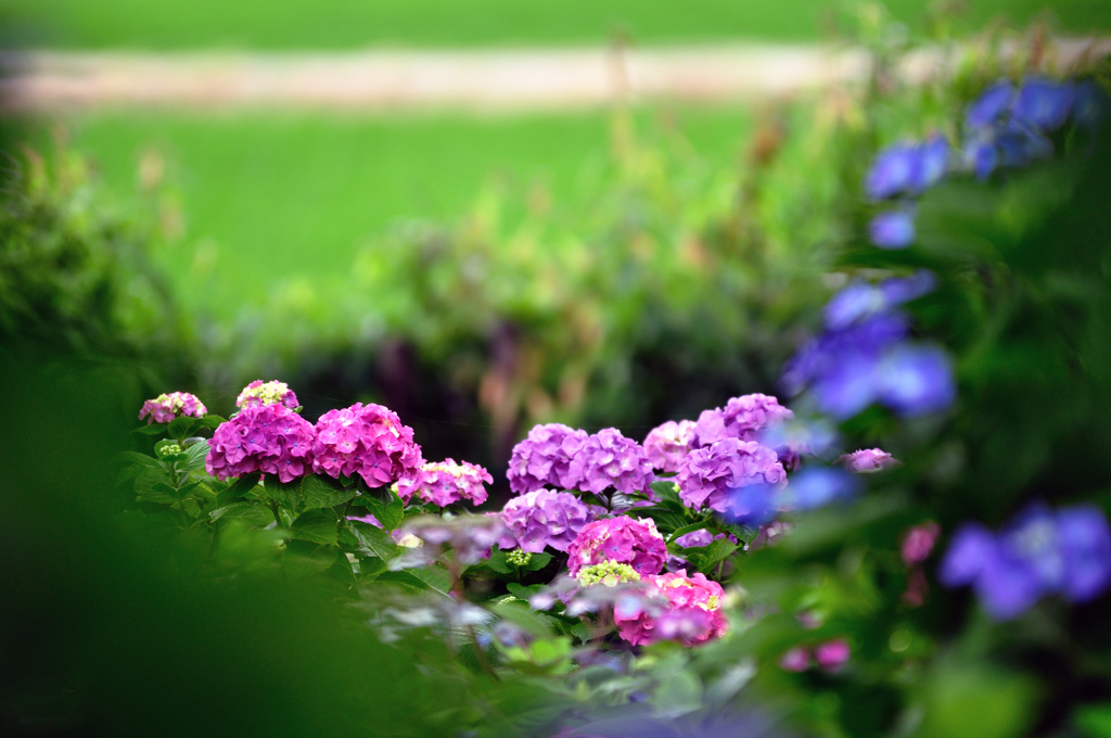 隙間から覗く紫陽花