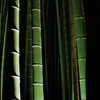 竹の美しさ