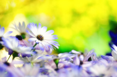 お花たち